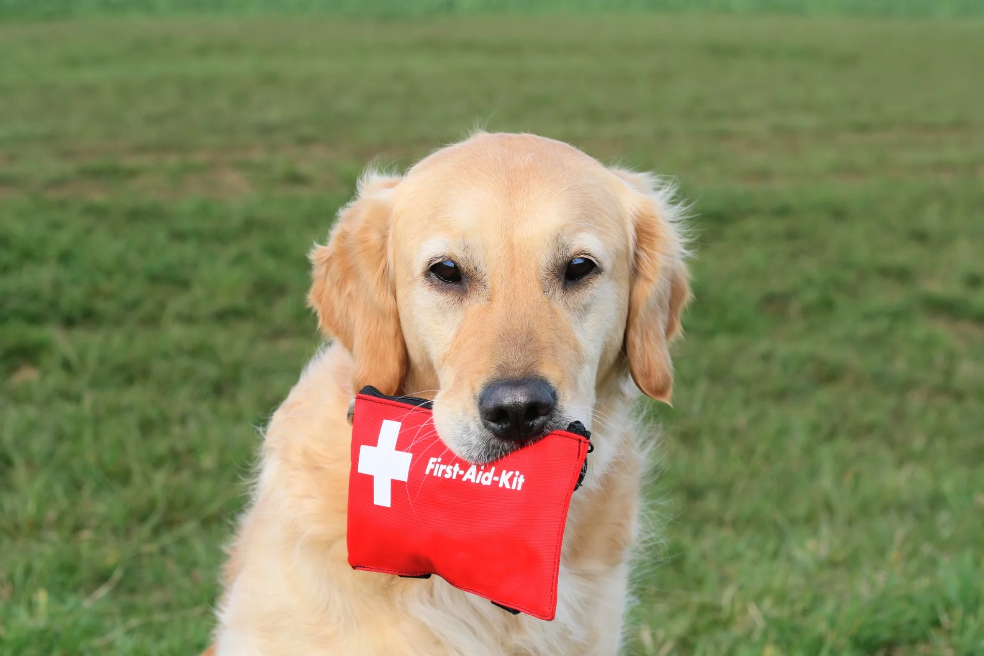 Donde tomar cursos de primeros auxilios para mascotas en España