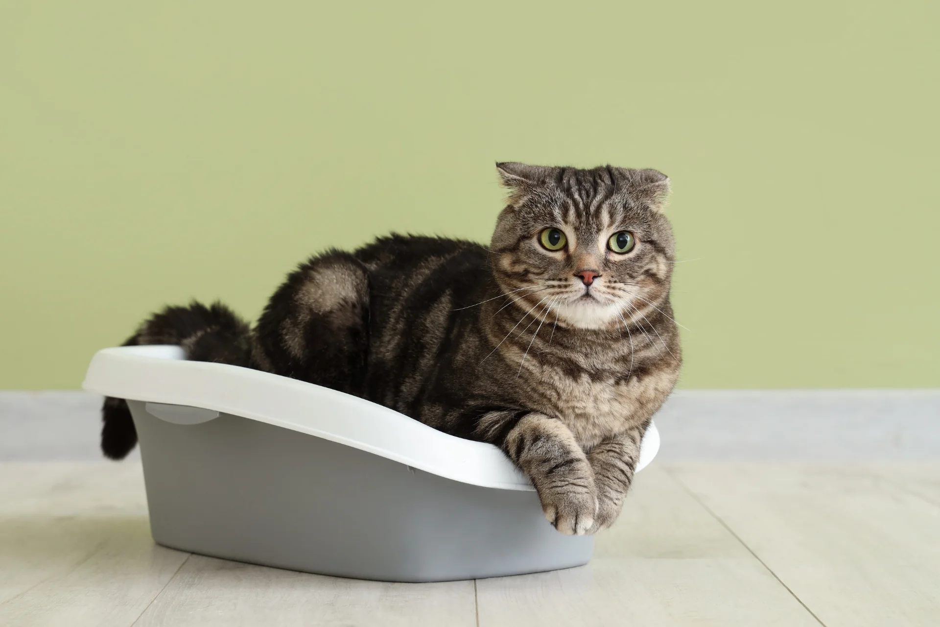 Diarrea en gatos: causas, tratamiento y prevención