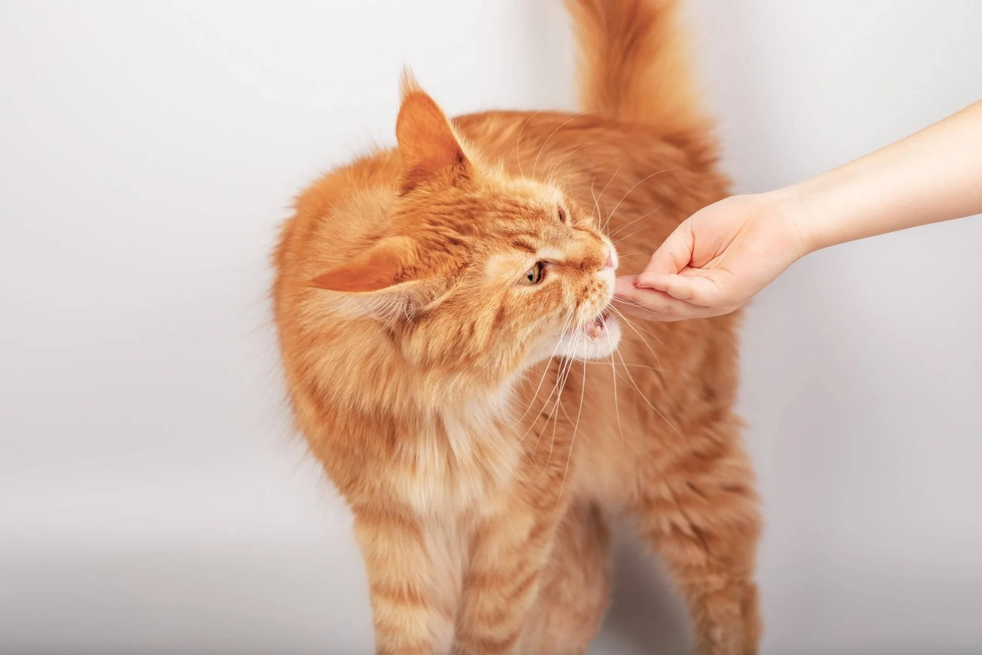 Cómo educar a tu gato: guía fácil y efectiva