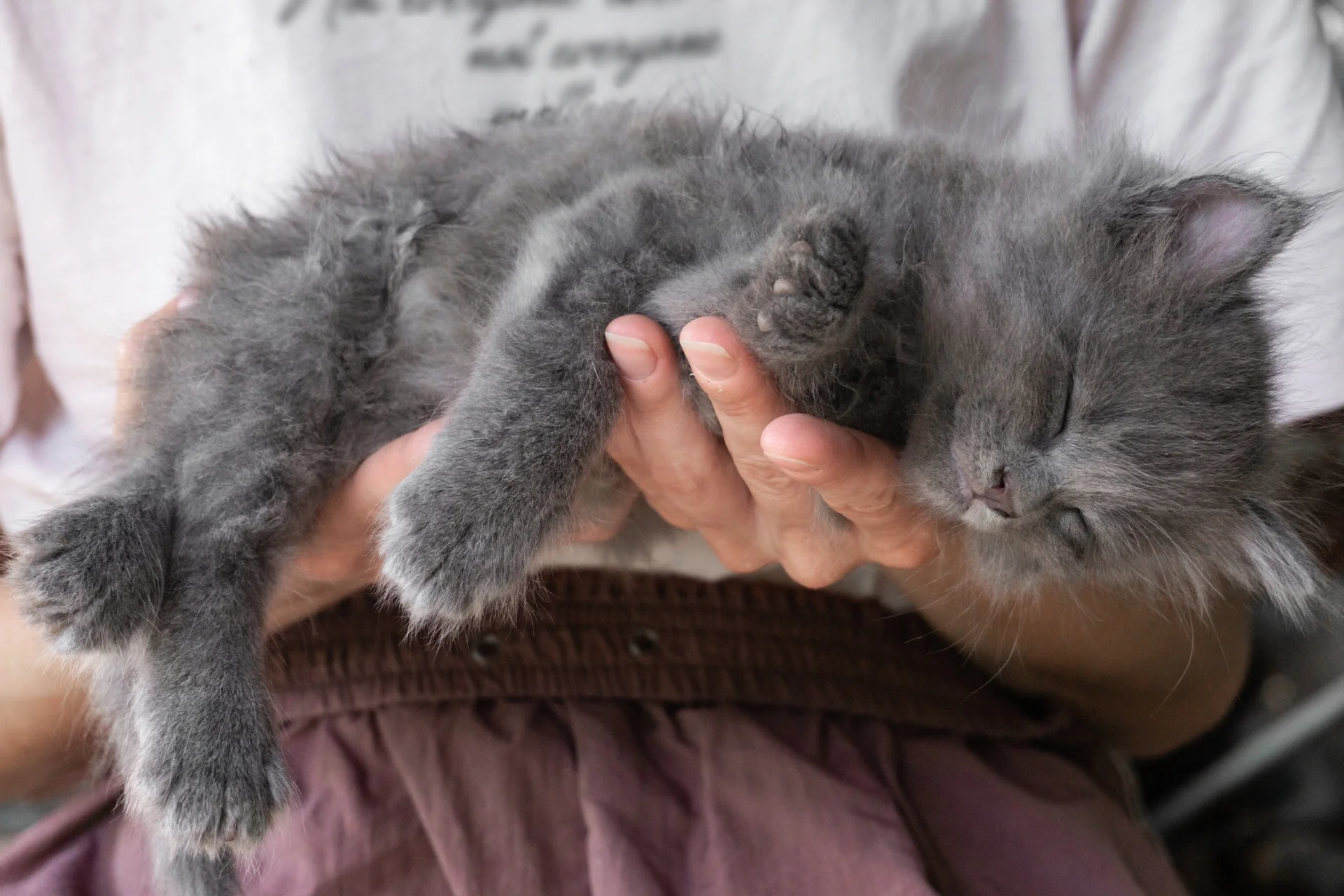 Cómo educar a un gato desde pequeño: guía práctica