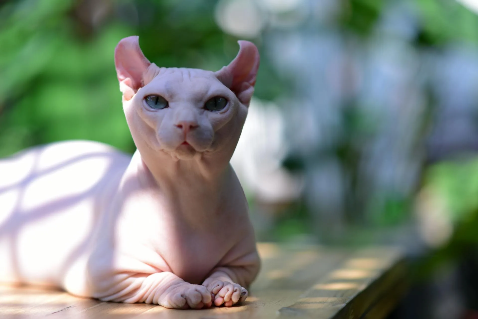 Egyptian Cat Breeds: History, Types, and Care