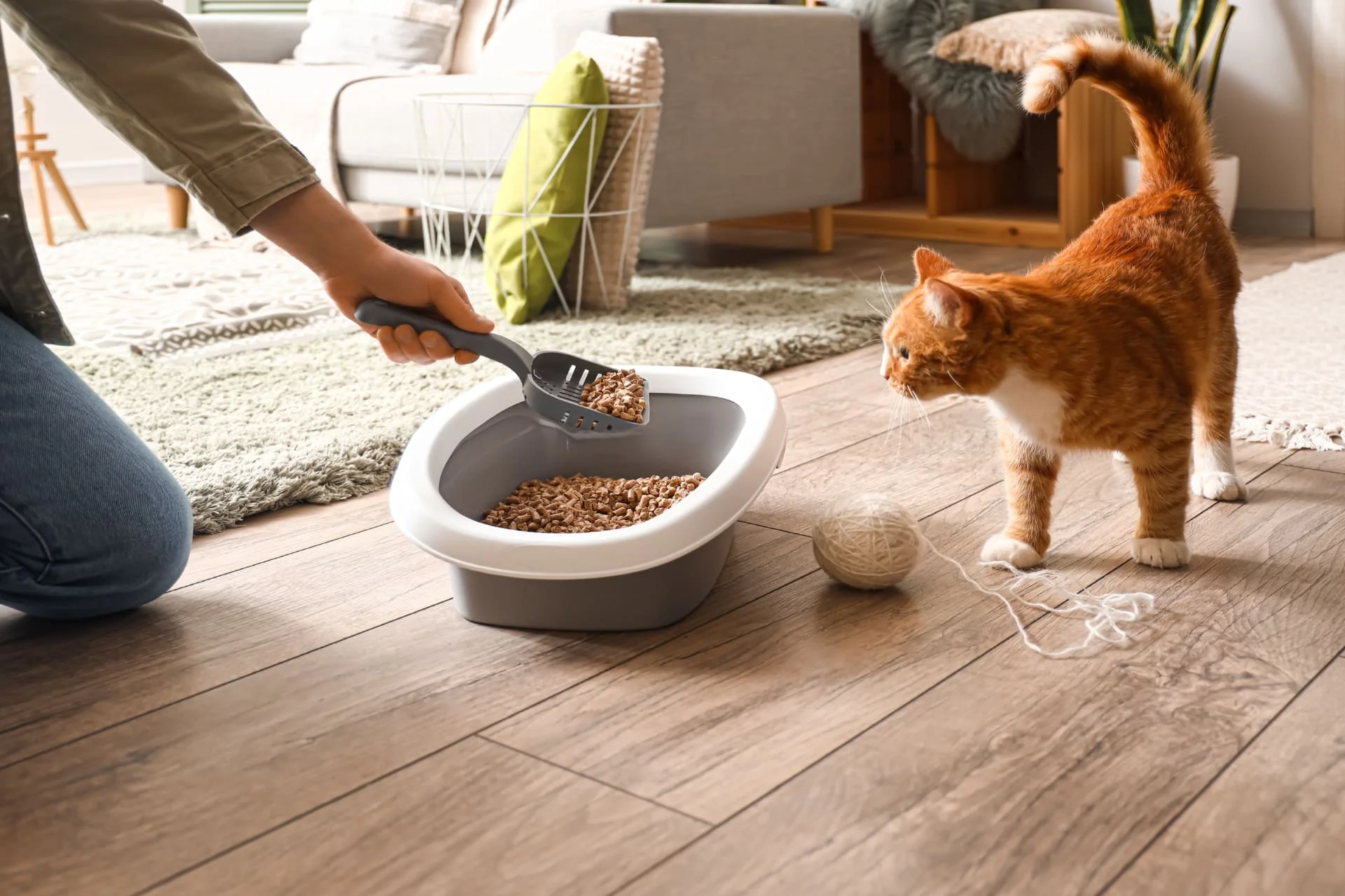 ¿Con qué frecuencia debe hacer caca un gato?