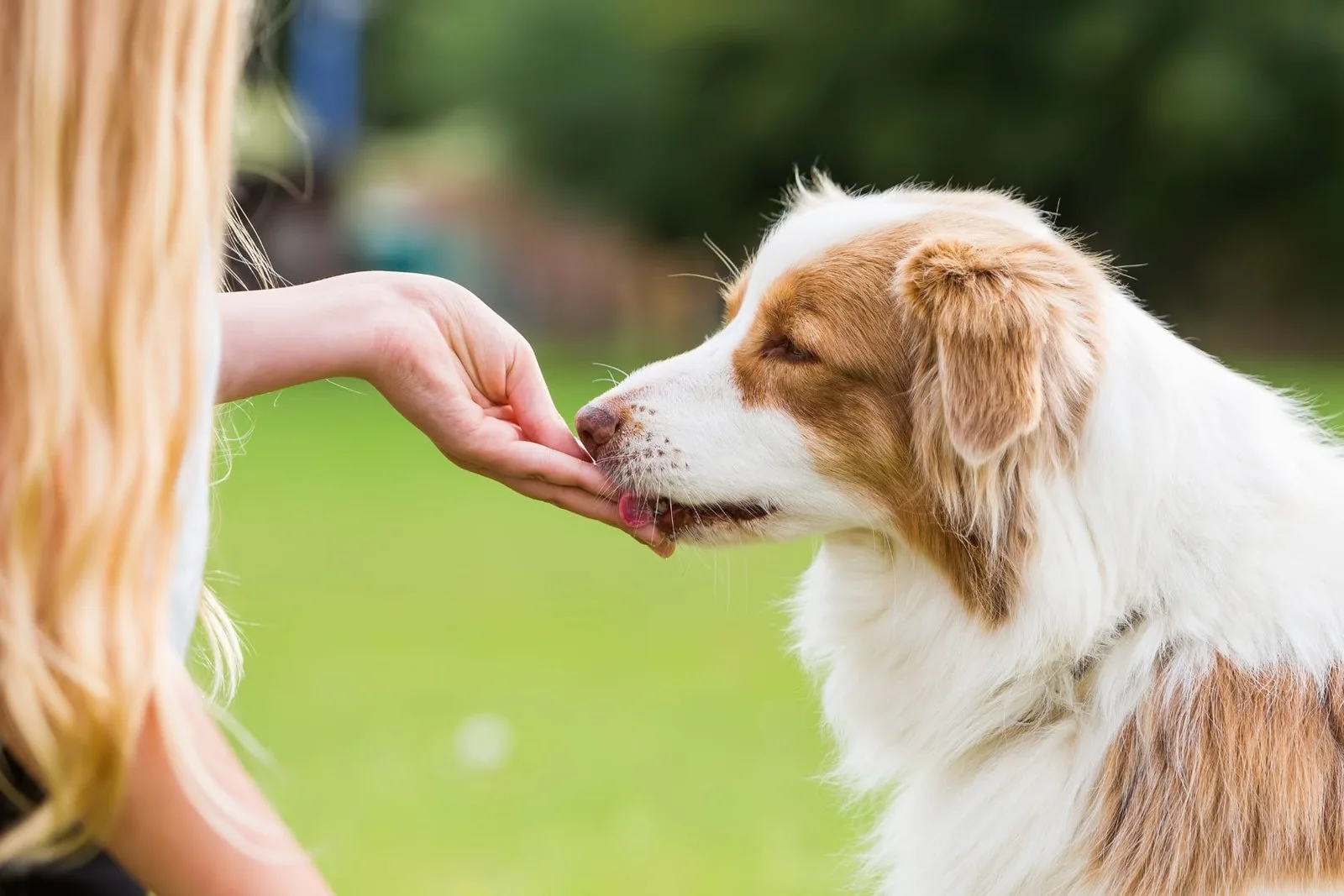 Freeze dried treats for dogs: are they healthy & safe?