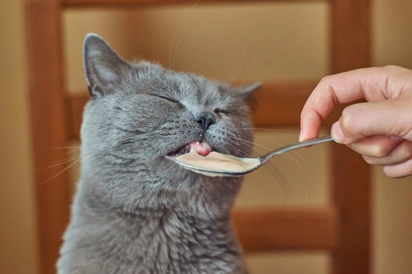 Home remedies for cat constipation: easy natural tips