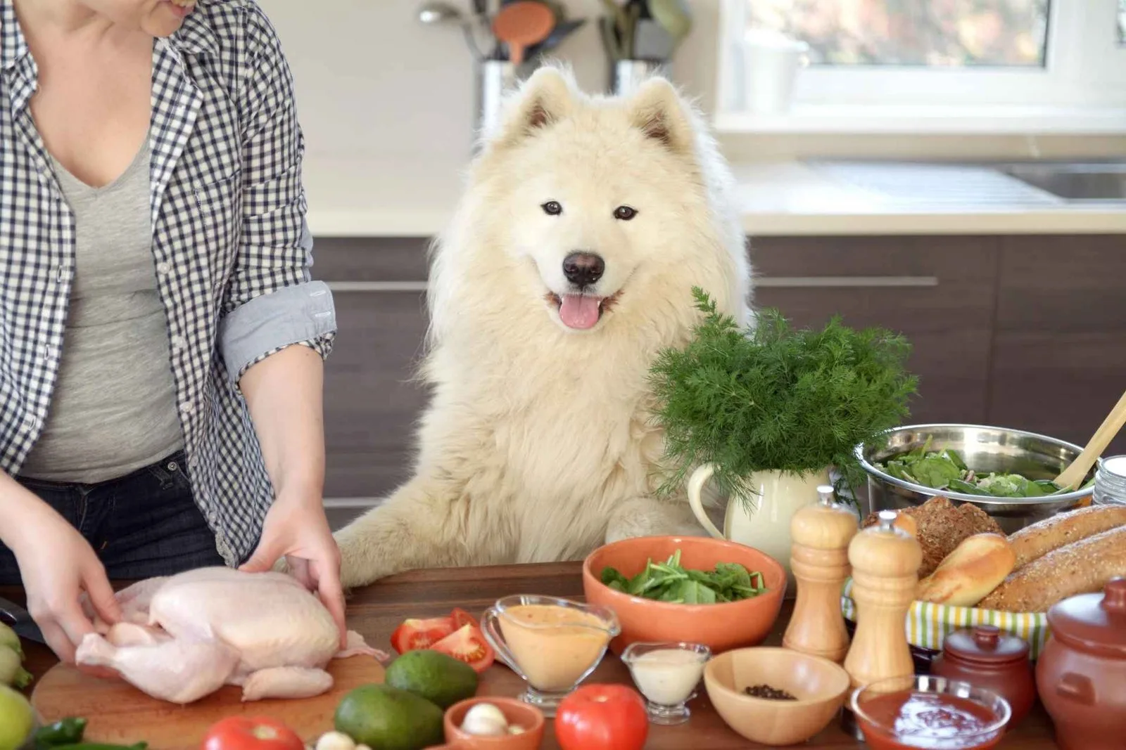 Vet-approved homemade dog food recipes your dog will love