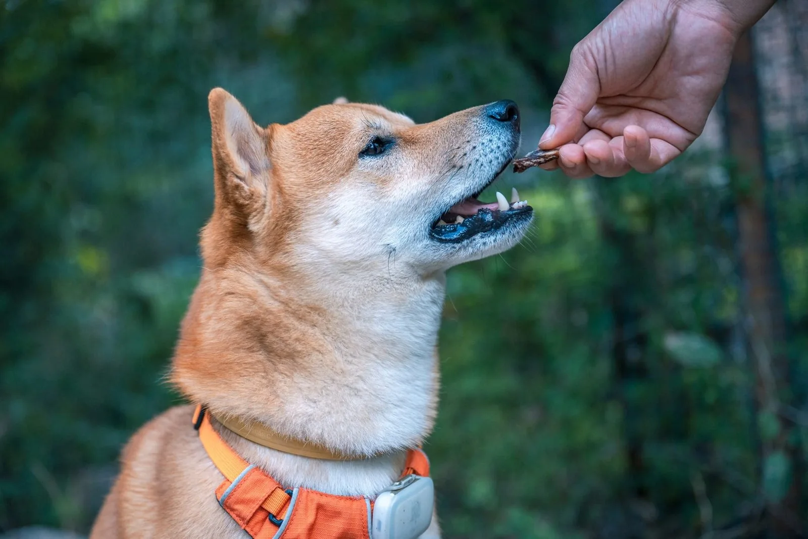 Homemade freeze-dried dog treats: easy recipes
