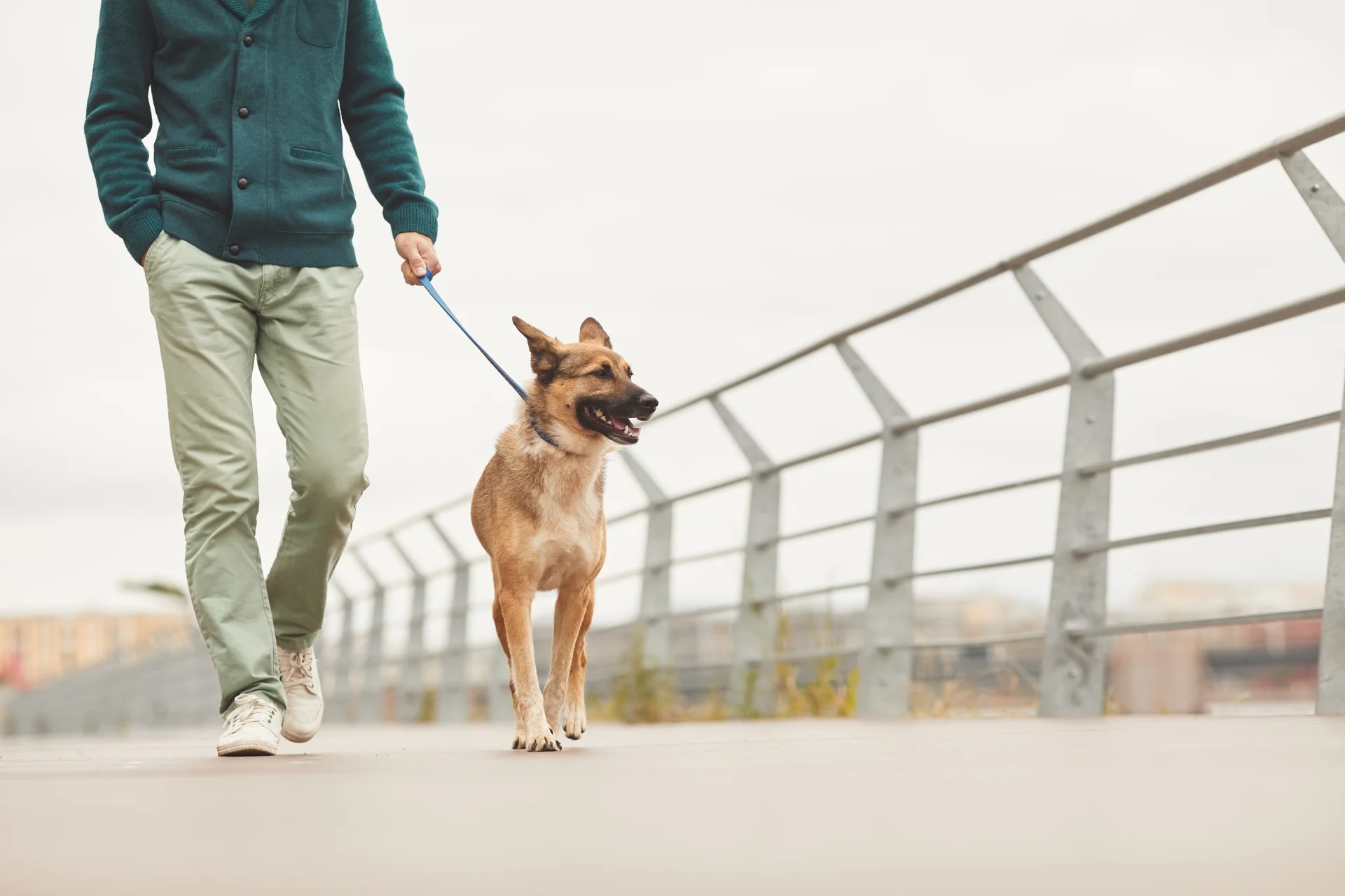 Cómo elegir al mejor paseador para tu perro