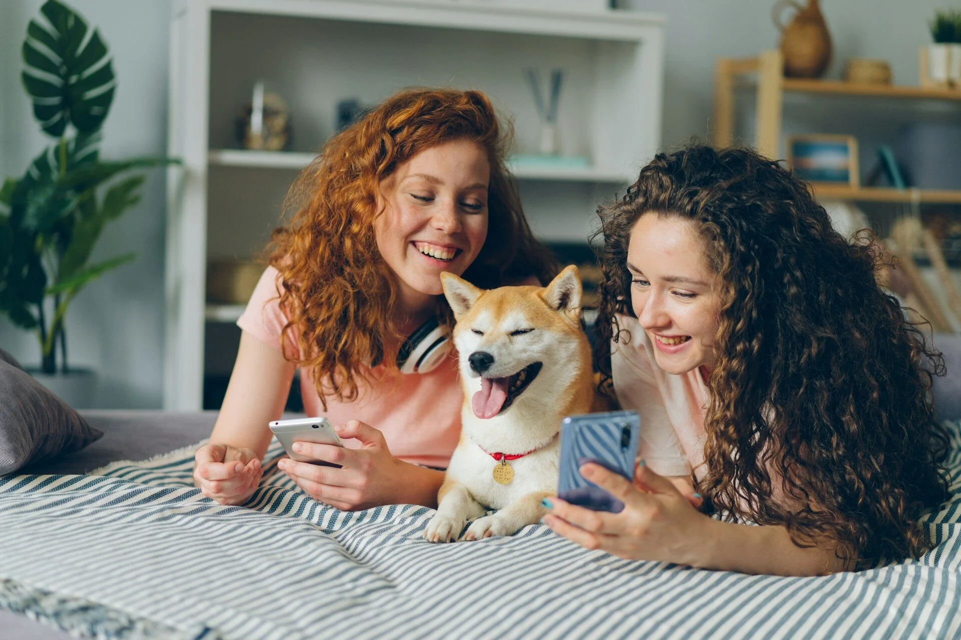 Perfiles integrados de mascotas en Petme: cómo funcionan