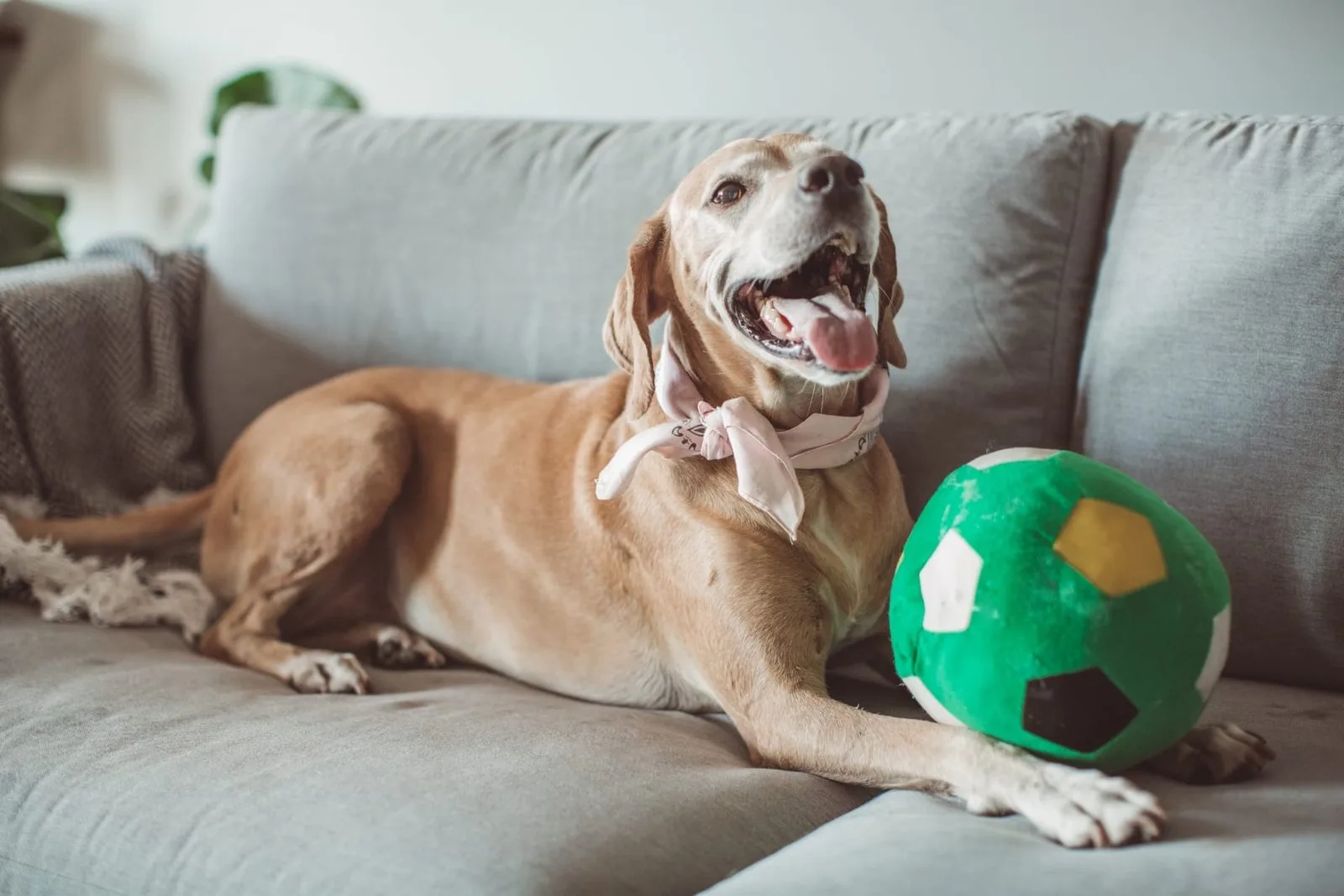 Preparing your home for a pet sitter: A step-by-step checklist