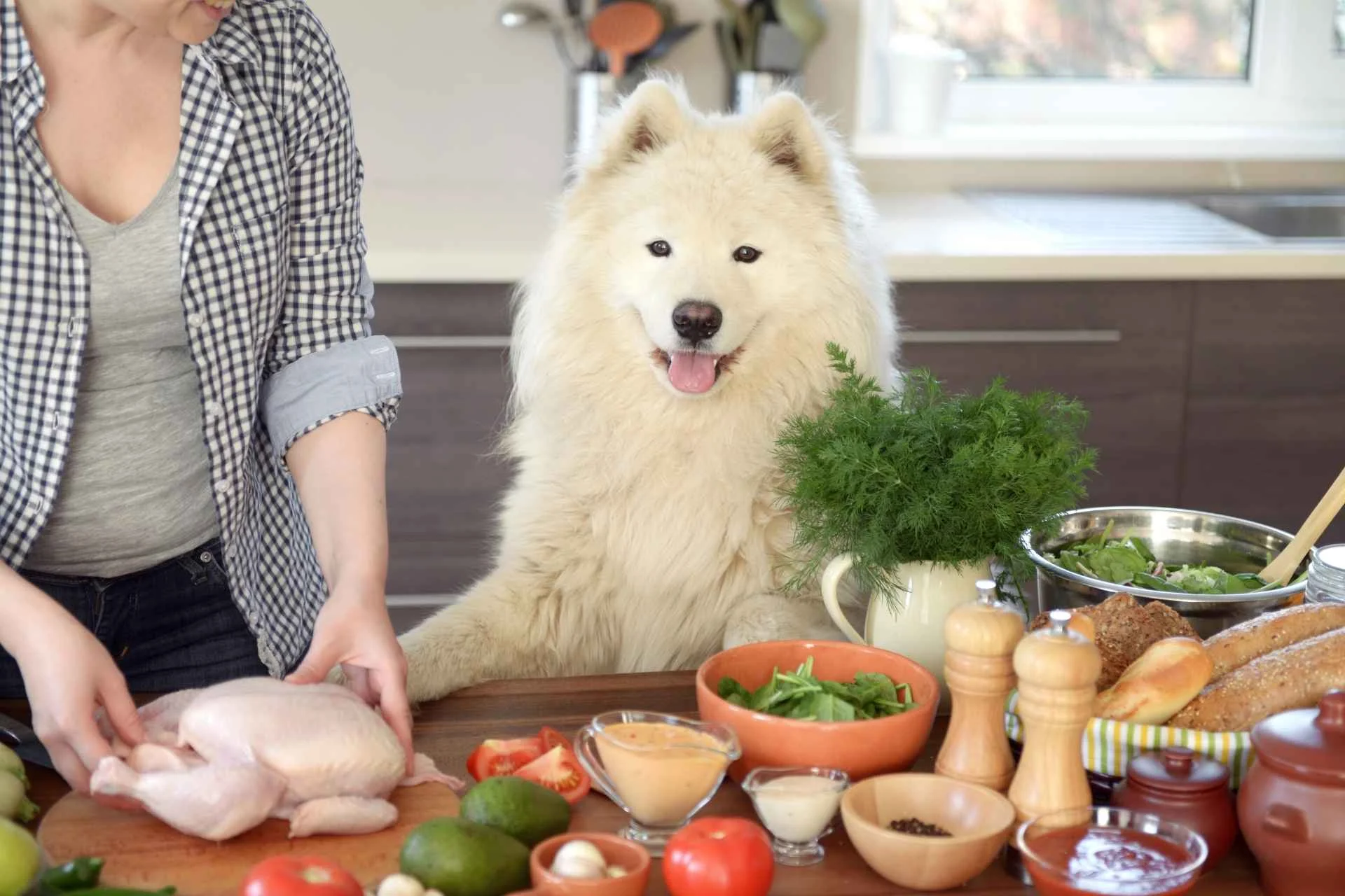 Recetas de comida casera para perros aprobadas por veterinarios