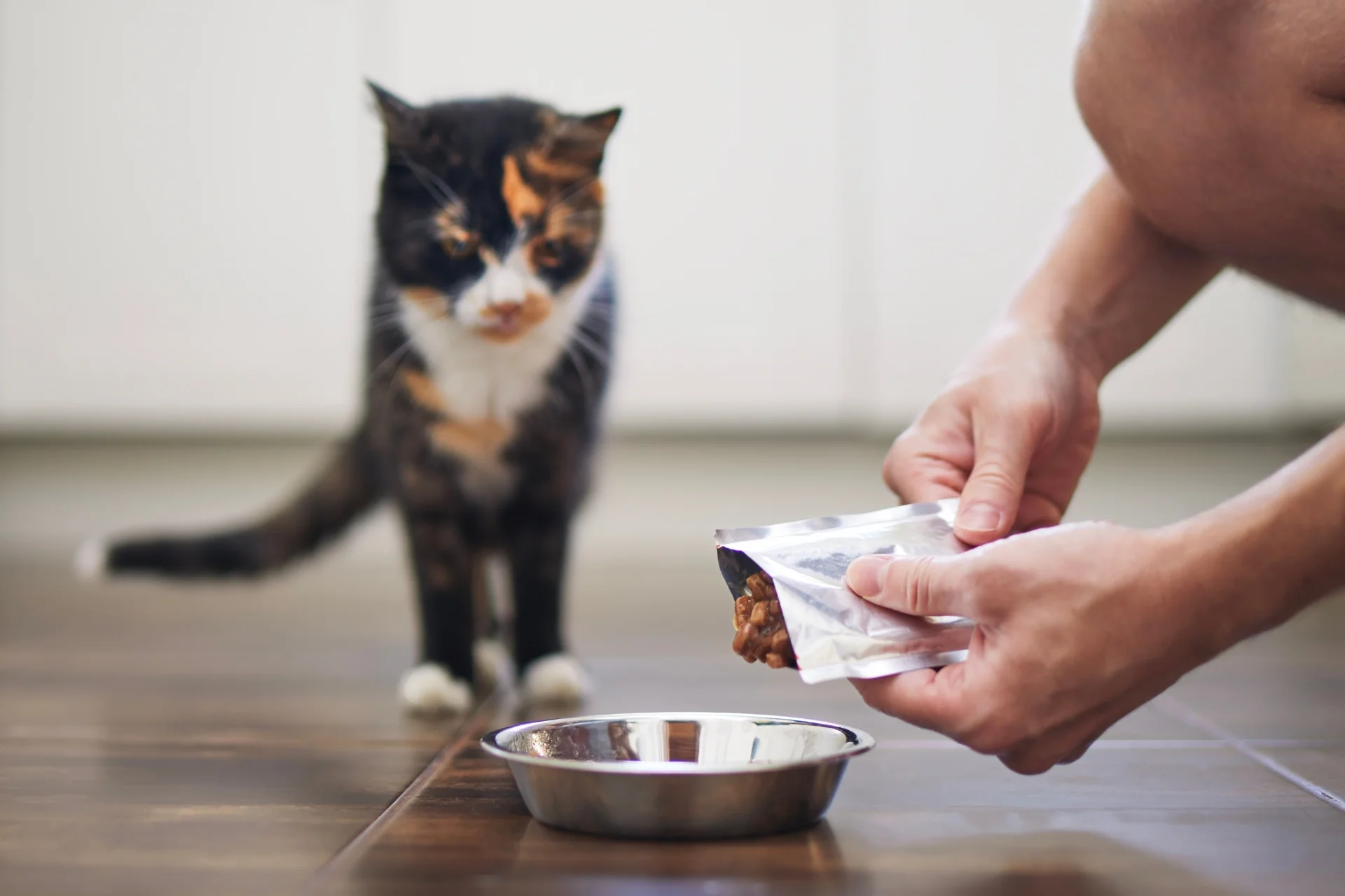 Requisitos para ser cuidador de mascotas en 2025