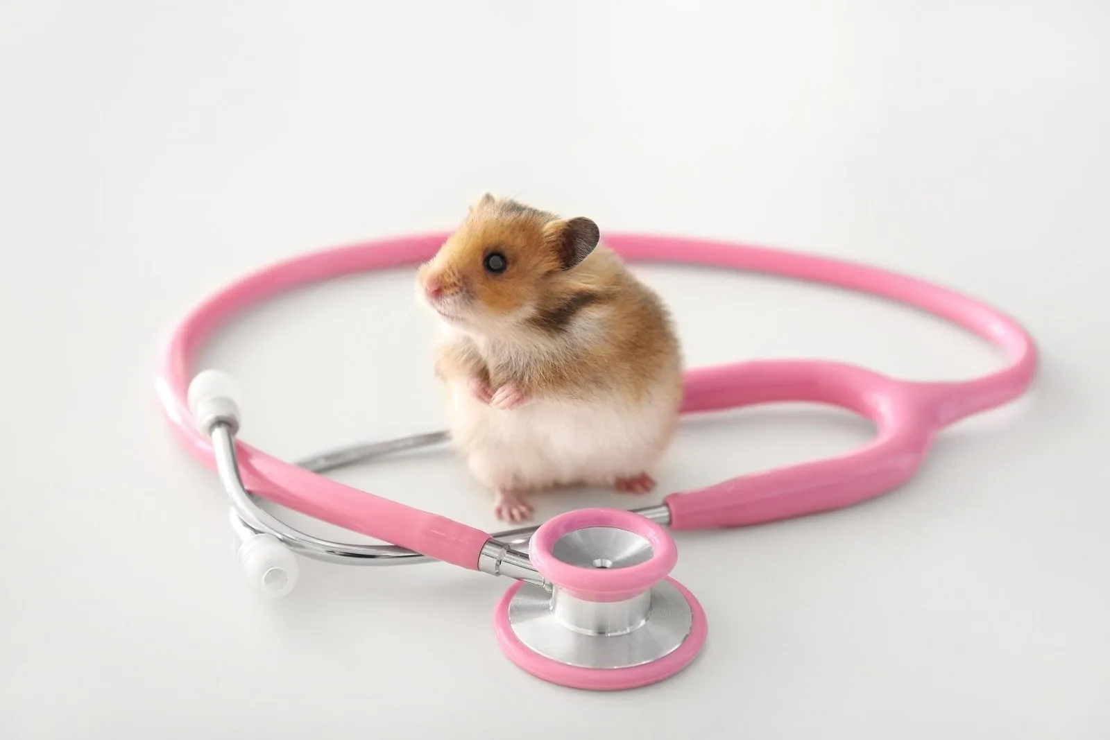 Symptoms of a sick hamster: most important signs to watch for