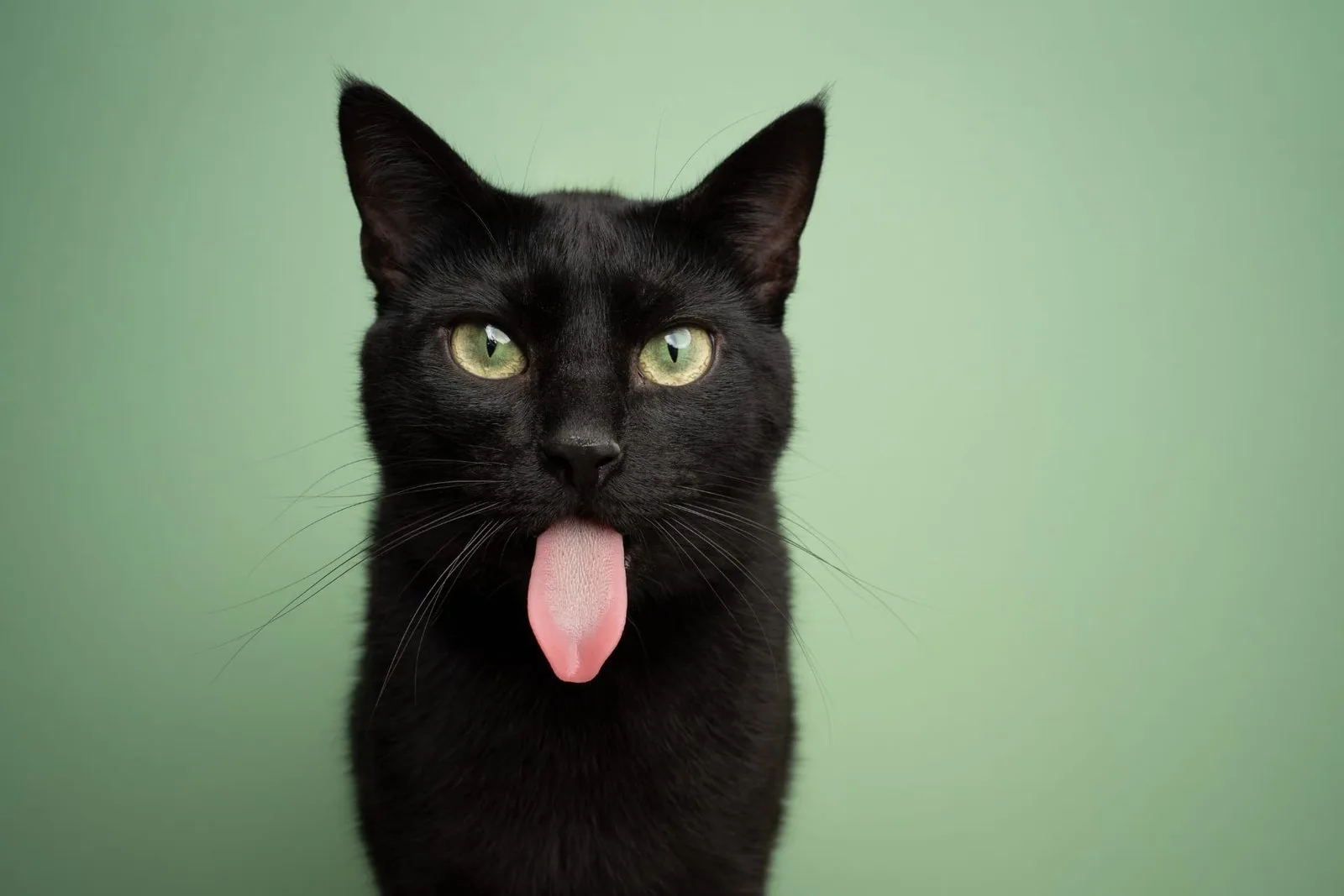 Sleek black cat breeds and their unique traits
