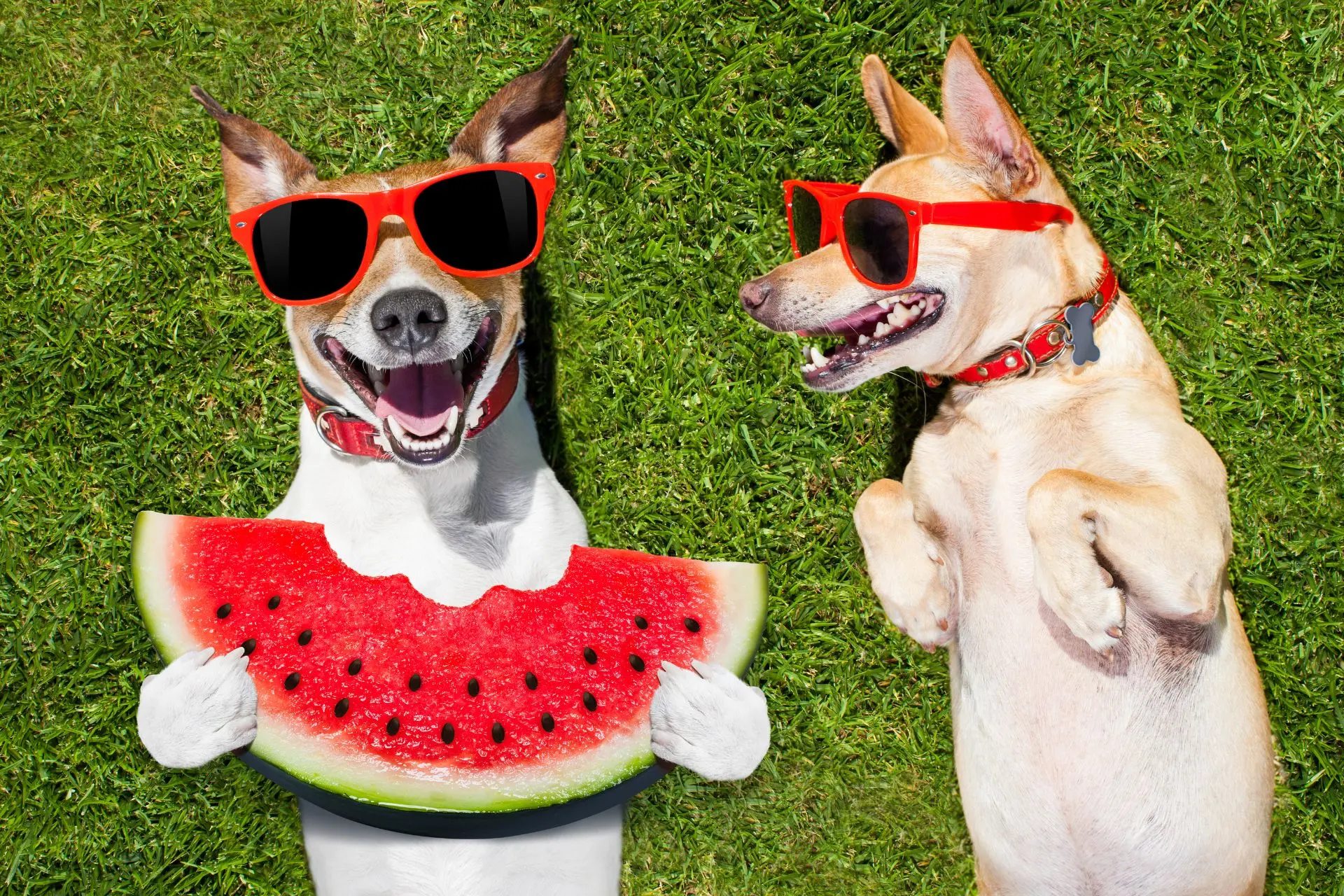 The Ultimate List of Safe and Toxic Fruits for Dogs