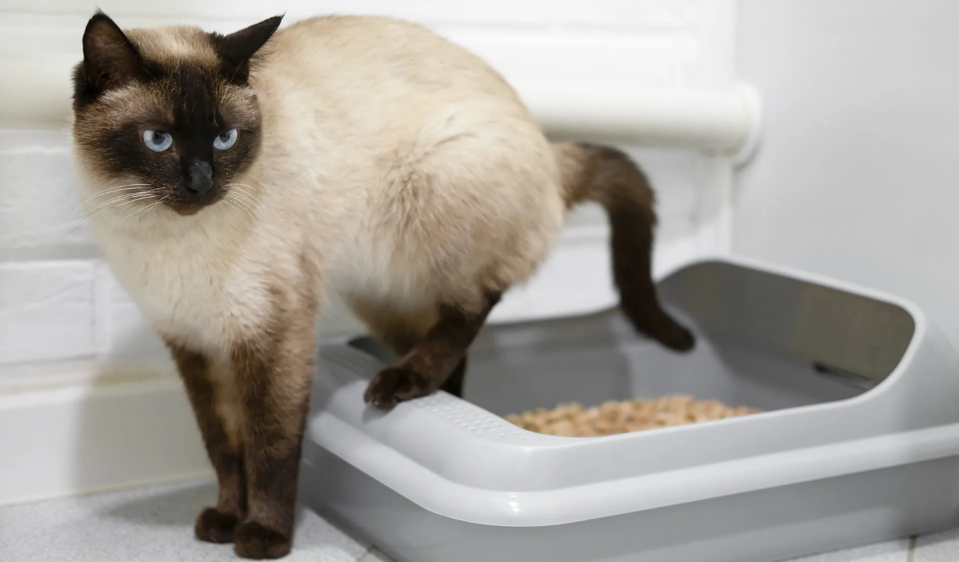 Tofu Cat Litter: What It Is, How Long It Lasts, and Whether It's Worth It