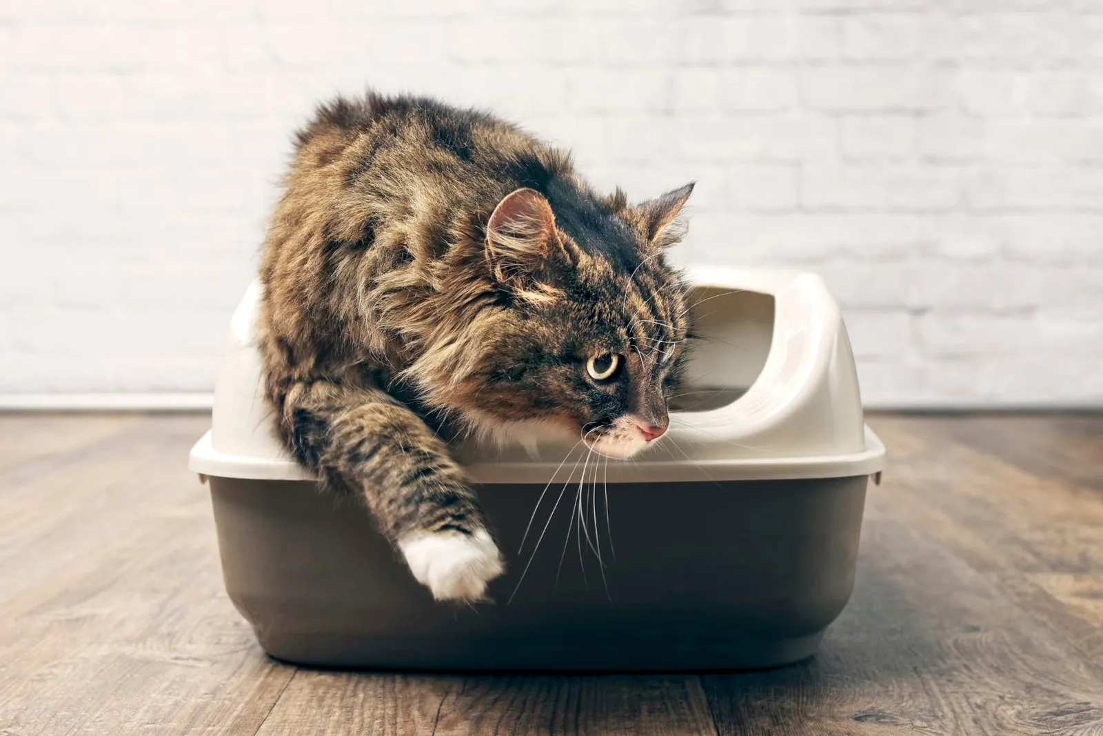 Tofu cat litter pros and cons: is it worth it?
