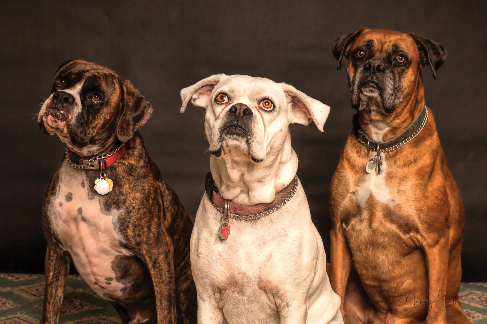 Why become a pet sitter: Because pets are the real MVPs